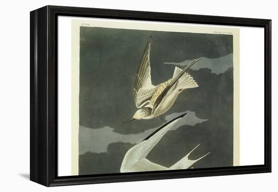 Lesser Tern. Little Tern-John James Audubon-Framed Premier Image Canvas