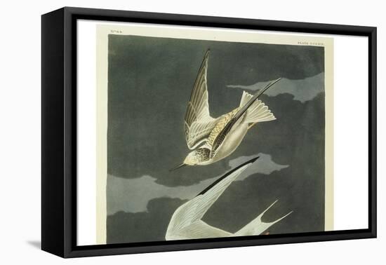 Lesser Tern. Little Tern-John James Audubon-Framed Premier Image Canvas
