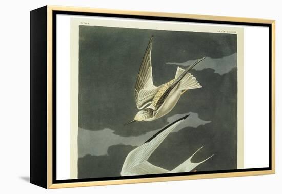 Lesser Tern. Little Tern-John James Audubon-Framed Premier Image Canvas