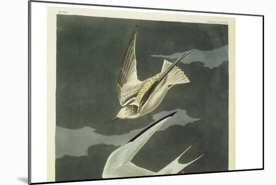 Lesser Tern. Little Tern-John James Audubon-Mounted Giclee Print