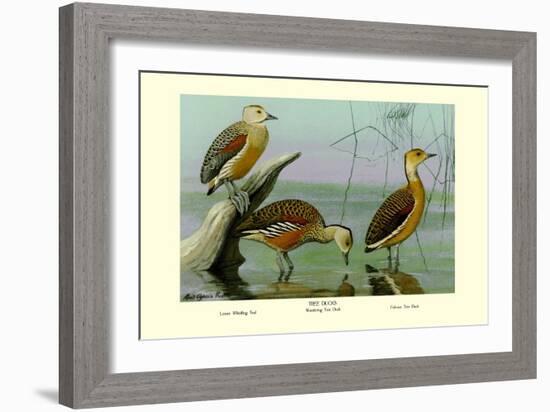 Lesser Whistling Teal, Wandering Tree Duck, and Fulvous Tree Duck-Louis Agassiz Fuertes-Framed Art Print