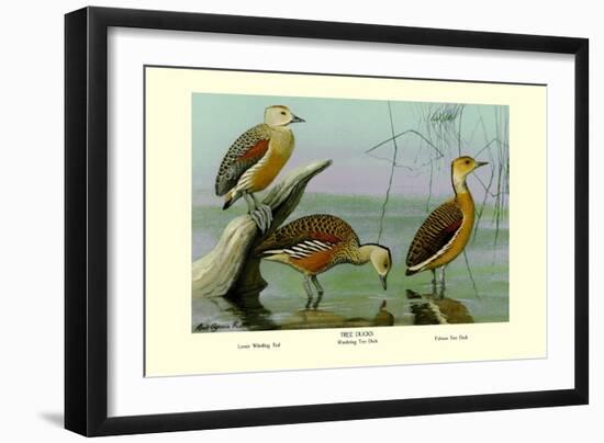 Lesser Whistling Teal, Wandering Tree Duck, and Fulvous Tree Duck-Louis Agassiz Fuertes-Framed Art Print