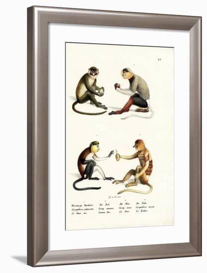 Lesser White-Nosed Monkey, 1824-Karl Joseph Brodtmann-Framed Giclee Print