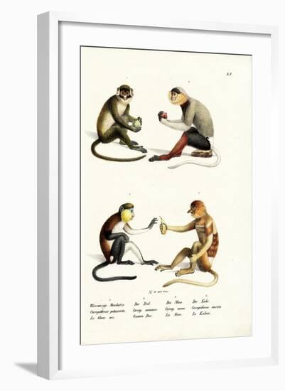 Lesser White-Nosed Monkey, 1824-Karl Joseph Brodtmann-Framed Giclee Print