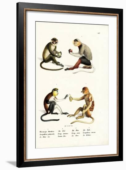 Lesser White-Nosed Monkey, 1824-Karl Joseph Brodtmann-Framed Giclee Print