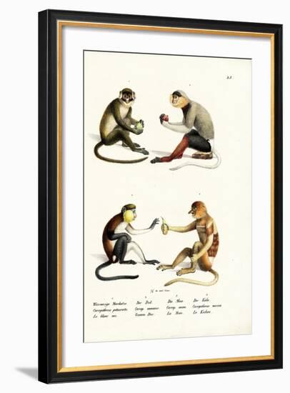 Lesser White-Nosed Monkey, 1824-Karl Joseph Brodtmann-Framed Giclee Print