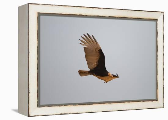 Lesser Yellow-Headed Vulture-Joe McDonald-Framed Premier Image Canvas