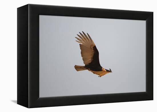 Lesser Yellow-Headed Vulture-Joe McDonald-Framed Premier Image Canvas