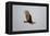 Lesser Yellow-Headed Vulture-Joe McDonald-Framed Premier Image Canvas