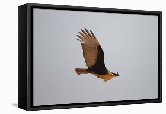Lesser Yellow-Headed Vulture-Joe McDonald-Framed Premier Image Canvas
