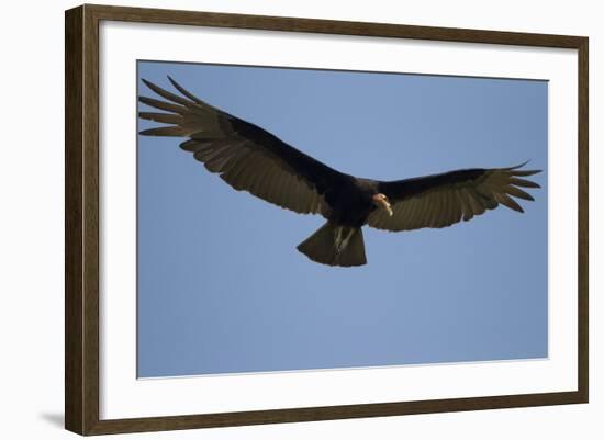 Lesser Yellow-Headed Vulture-Joe McDonald-Framed Photographic Print