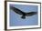 Lesser Yellow-Headed Vulture-Joe McDonald-Framed Photographic Print