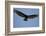 Lesser Yellow-Headed Vulture-Joe McDonald-Framed Photographic Print