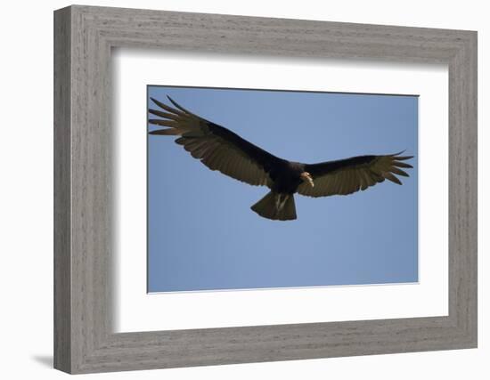 Lesser Yellow-Headed Vulture-Joe McDonald-Framed Photographic Print