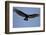 Lesser Yellow-Headed Vulture-Joe McDonald-Framed Photographic Print