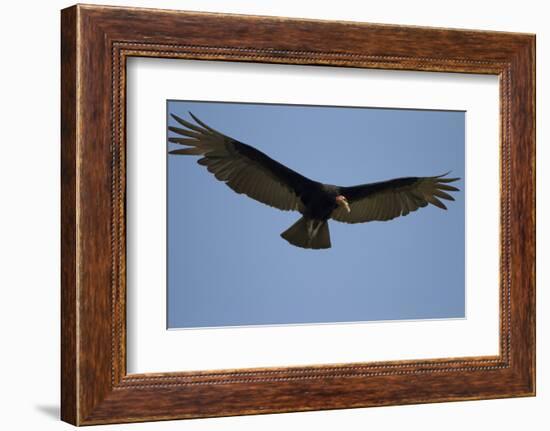 Lesser Yellow-Headed Vulture-Joe McDonald-Framed Photographic Print