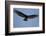 Lesser Yellow-Headed Vulture-Joe McDonald-Framed Photographic Print