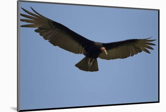 Lesser Yellow-Headed Vulture-Joe McDonald-Mounted Photographic Print