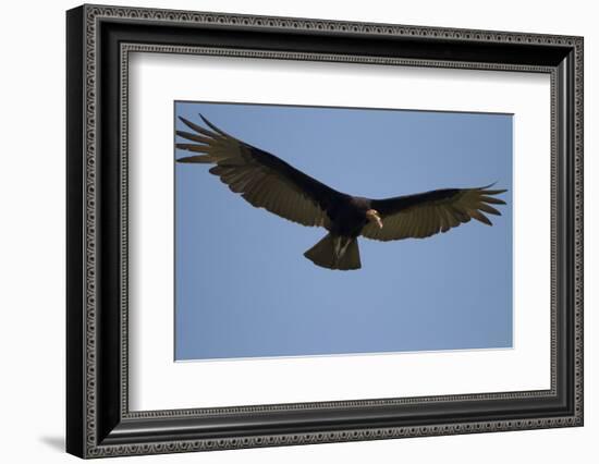 Lesser Yellow-Headed Vulture-Joe McDonald-Framed Photographic Print