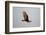 Lesser Yellow-Headed Vulture-Joe McDonald-Framed Photographic Print