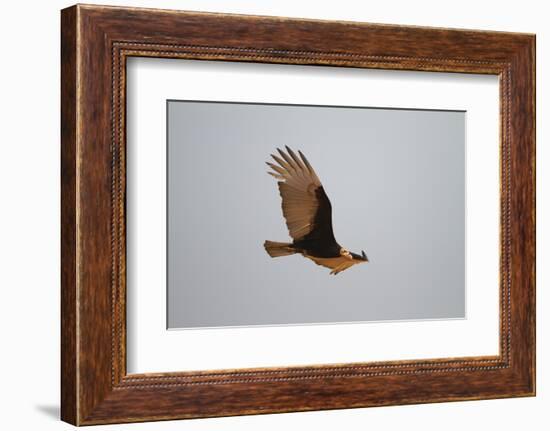 Lesser Yellow-Headed Vulture-Joe McDonald-Framed Photographic Print