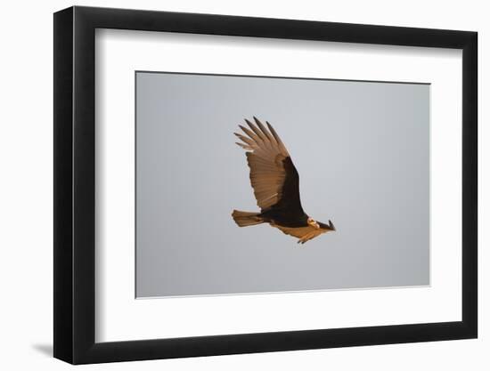 Lesser Yellow-Headed Vulture-Joe McDonald-Framed Photographic Print