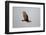 Lesser Yellow-Headed Vulture-Joe McDonald-Framed Photographic Print