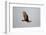 Lesser Yellow-Headed Vulture-Joe McDonald-Framed Photographic Print