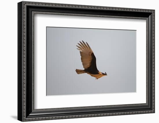 Lesser Yellow-Headed Vulture-Joe McDonald-Framed Photographic Print