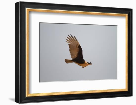 Lesser Yellow-Headed Vulture-Joe McDonald-Framed Photographic Print