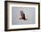 Lesser Yellow-Headed Vulture-Joe McDonald-Framed Photographic Print