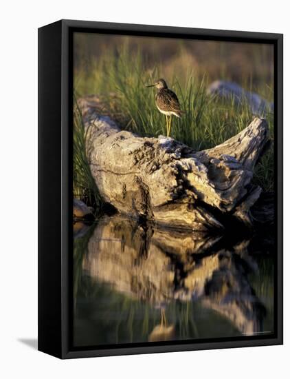 Lesser Yellowlegs in Wetlands, Potter Marsh, Alaska, USA-Paul Souders-Framed Premier Image Canvas