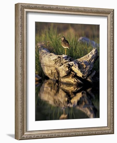 Lesser Yellowlegs in Wetlands, Potter Marsh, Alaska, USA-Paul Souders-Framed Photographic Print