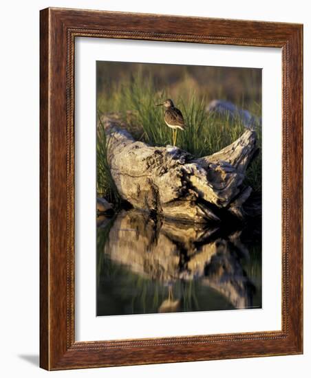 Lesser Yellowlegs in Wetlands, Potter Marsh, Alaska, USA-Paul Souders-Framed Photographic Print