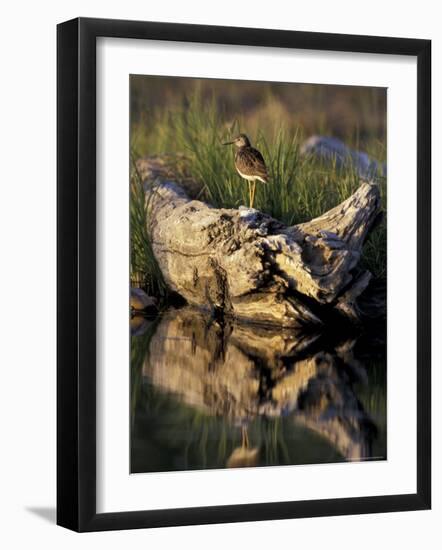 Lesser Yellowlegs in Wetlands, Potter Marsh, Alaska, USA-Paul Souders-Framed Photographic Print