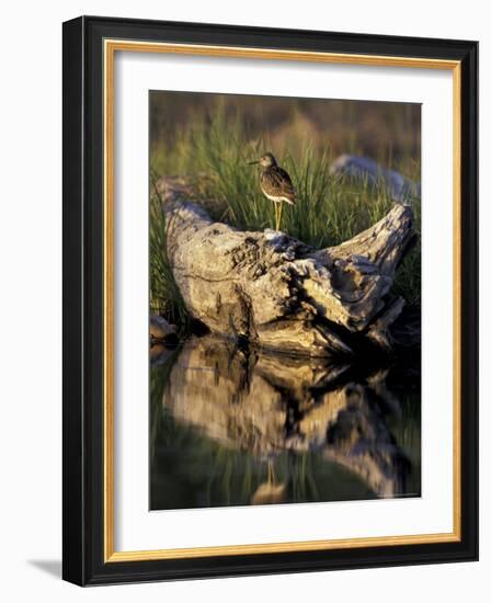 Lesser Yellowlegs in Wetlands, Potter Marsh, Alaska, USA-Paul Souders-Framed Photographic Print