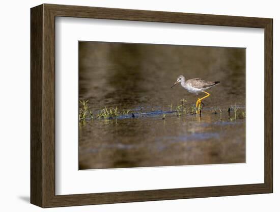 Lesser yellowlegs, Myakka River State Park, Florida-Adam Jones-Framed Photographic Print