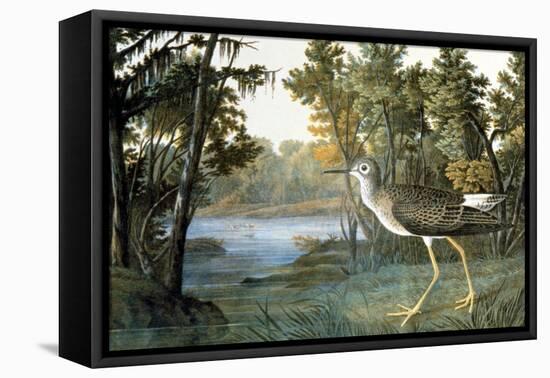 Lesser Yellowlegs-John James Audubon-Framed Premier Image Canvas