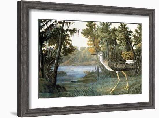 Lesser Yellowlegs-John James Audubon-Framed Giclee Print