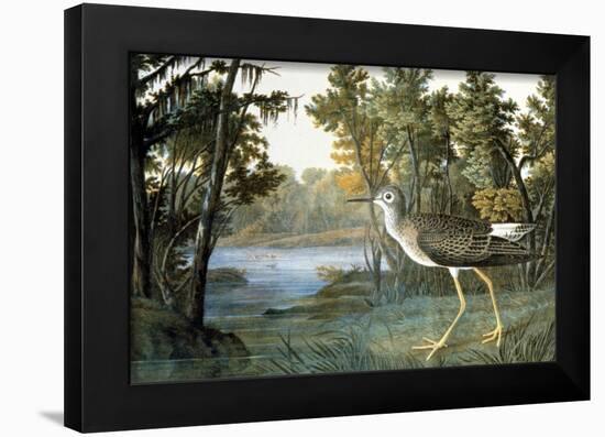 Lesser Yellowlegs-John James Audubon-Framed Giclee Print