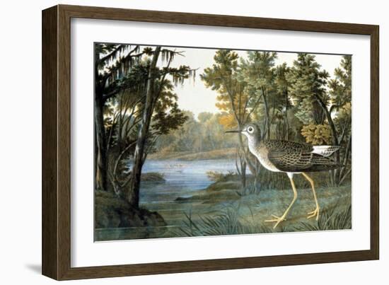 Lesser Yellowlegs-John James Audubon-Framed Giclee Print