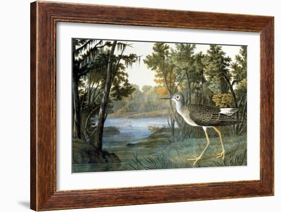 Lesser Yellowlegs-John James Audubon-Framed Giclee Print