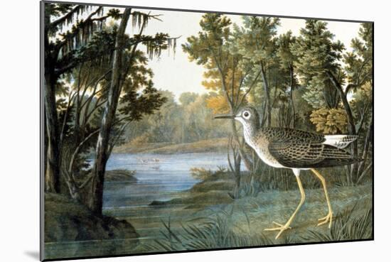 Lesser Yellowlegs-John James Audubon-Mounted Giclee Print