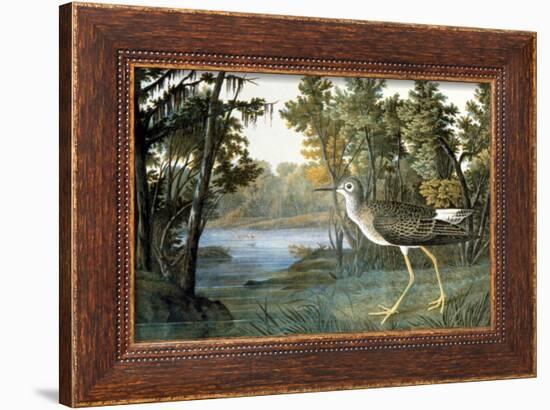 Lesser Yellowlegs-John James Audubon-Framed Giclee Print