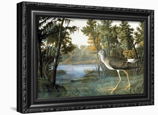 Lesser Yellowlegs-John James Audubon-Framed Giclee Print