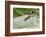 Lessons from Mother Duck-Charles Glover-Framed Giclee Print