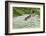 Lessons from Mother Duck-Charles Glover-Framed Giclee Print