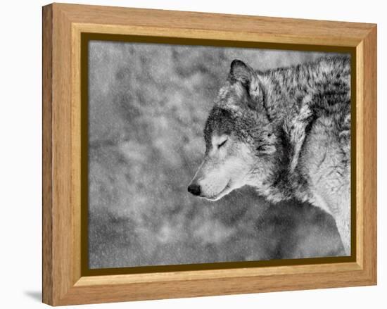 Let it Snow-Victoria Ivanova-Framed Premier Image Canvas