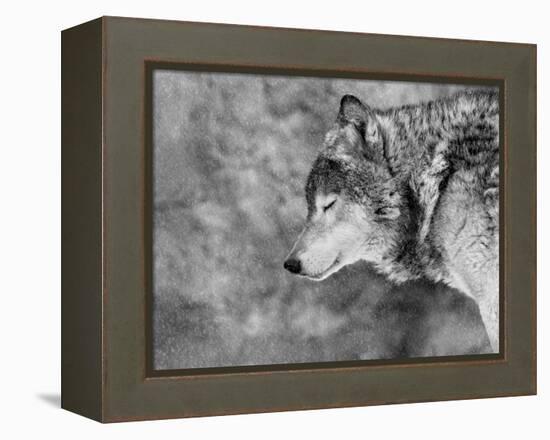 Let it Snow-Victoria Ivanova-Framed Premier Image Canvas