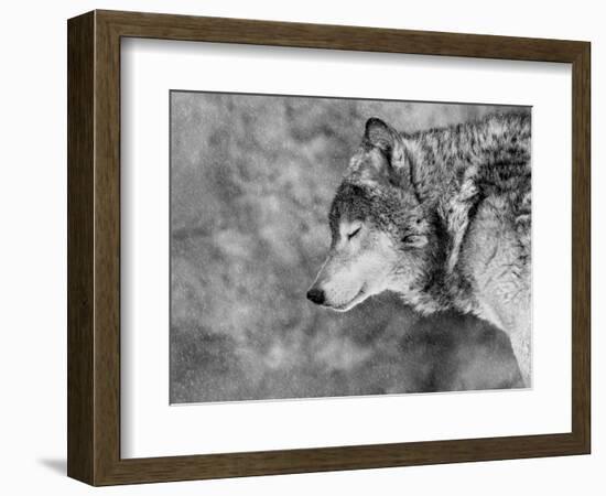 Let it Snow-Victoria Ivanova-Framed Photographic Print